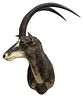 SABLE ANTELOPE TAXIDERMY MOUNT