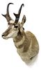 PRONGHORN ANTELOPE TAXIDERMY MOUNT