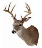 WHITETAIL DEER TAXIDERMY MOUNT, 11 POINTS