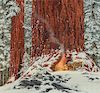 BEV DOOLITTLE (b. 1947), Christmas Day, Give or Take a Week