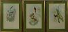 J GOULD AND RICHTER HAND COLORED LITHOGRAPHS THREE