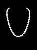 Akoya Pearl & 14k Yellow Gold Necklace (20")