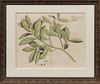 A Group of Eight Botanical Engravings Each 13 1/4 x 16 3/4 inches (visible).