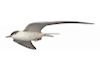 Life-Size Flying Tern A. Elmer Crowell (1862-1952)