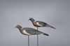 Wood Pigeon Pair Harry E. Boddy