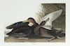after John James Audubon (1785-1851) Dusky Duck, (No. 61, Plate CCCII)