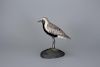 Black-Bellied Plover A. Elmer Crowell (1862-1952)