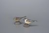 Chickadee and Chipping Sparrow Jesse D. “Jess” Blackstone (1909-1988)