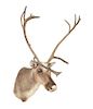 A Taxidermy Caribou Shoulder Mount Height approximately 60 x width 51 inches.