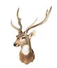 A Taxidermy Spotted Deer Shoulder Mount. Height approximately 36 inches.