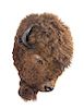A Taxidermy Bison Shoulder Mount. Height approximately 33 inches.