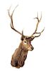 A Taxidermy Elk Shoulder Mount. Height approximately 67 inches.