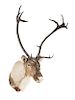 A Taxidermy Caribou Shoulder Mount. Height approximately 60 inches.