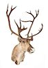 A Taxidermy Caribou Shoulder Mount. Height approximately 54 inches.