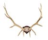 An Antler Mount Height 50 x width 50 inches.