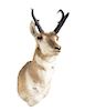 A Taxidermy Pronghorn Antelope Mount. Height 34 inches.