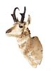 A Taxidermy Pronghorn Antelope Mount. Height 30 inches.