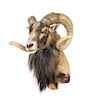 A Taxidermy Ram Shoulder Mount. Height 24 inches.