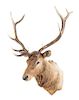 A Taxidermy Elk Shoulder Mount. Height approximately 49 inches.