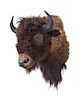 A Taxidermy Bison Shoulder Mount. Height approximately 26 x width 22 x depth 29 inches.