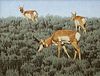 Pronghorn by Tucker Smith