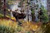 Moose in a Landscape by Carl Rungius