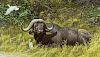 A Resting Place - Cape Buffalo by Robert Bateman
