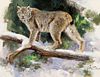 Lynx by Ken Carlson