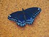 Marcos Antonio, Red-Spotted Purple Butterfly Series