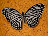 Marcos Antonio, Chilasa Clitia Butterfly Series