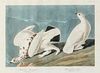 AUDUBON, John James (1785-1851) American Ptarmigan and White-tailed Grous (Plate CCCCXVIII) Tetrao Mutus; Tetrao Leucurus. 18