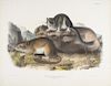 AUDUBON, John James (1785-1851) Neotoma Drummondii, Rich., Rocky Mountain Neotoma (Plate XXIX) 1843.