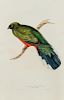 GOULD, John. A group of 5 plates from A Monograph of the Trogonidae, or Family of Trogons. London, [ca 1858-1875].