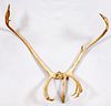 UNMOUNTED CARIBOU ANTLERS