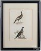 Four color bird lithographs, after J. W. Hill