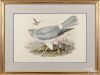 John Gould & Henry C. Richter, color lithograph of Circus Cyaneus, 14'' x 21 1/2''.