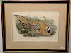 John Gould (1804-1881)  hand colored lithograph  Pair of Birds of Asia  (1) Pucrasta Castanea  sight size 14" x 21"  (2) P...