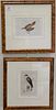 Set of eight hand colored framed bird lithographs by Francis Orpen Morris from the History of British Birds to include Goshaw