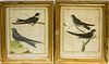 * After Buffon, (French, 18th Century), Two Ornithological Prints