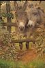 WILLIAM WEEKES, (English, c. 1842 - c. 1909), Two Donkeys