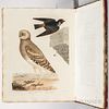 Bonaparte, Charles Lucian (1803-1857) American Ornithology; or the Natural History of Birds Inhabiting the United States, Not