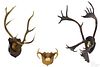 Three mounted antlers