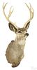 Taxidermy mule deer head mount