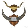 Two mounted steer horns, 31'' w. and 28'' w.