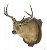Large taxidermy whitetail deer head mount, nine po
