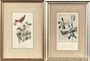 Three Audubon bird prints