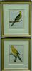 Francois-Nicolas Martinet (1760-1800), set of four hand colored engravings, Bird Studies, (1) le Perroquet Amazone (2) Perruc