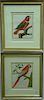 Francois-Nicolas Martinet (1760-1800), set of four hand colored engravings, Bird Studies, (1) Ara Rouge Lory Male (2) des Ind