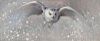 Ewoud de Groot (b. 1969) Snow Hunter (Snowy Owl)
