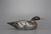 Swimming Red-Breasted Merganser A. Elmer Crowell (1862-1952)